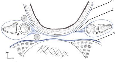 Diagram of the three retropharyngeal layers of fascia and the two deep ...