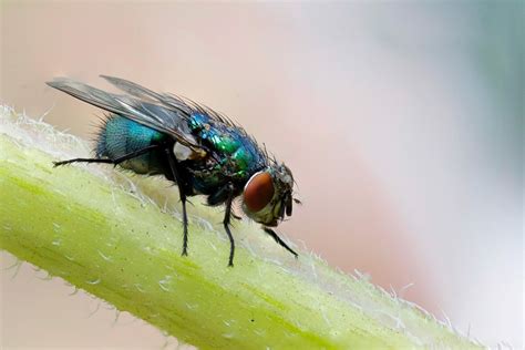 Fly Anatomy - Dodson Pest Control