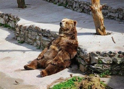 Lazy bear | Bear meme, Funny animal pictures, Animals