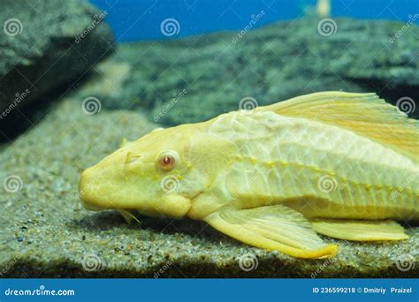 Aquarium Fish Catfish Ancistrus Albino Lies on the Sandy Bottom Aquarium Stock Photo - Image of ...