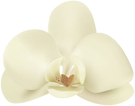 Vanilla Flower PNG Clip Art Image | Gallery Yopriceville - High-Quality Free Images and ...