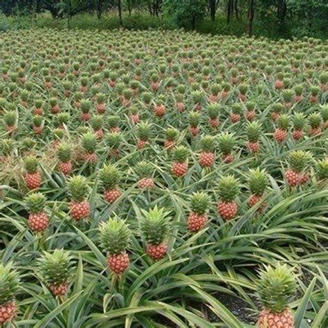 Stream Pineapple Fields music | Listen to songs, albums, playlists for ...