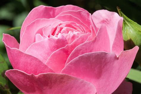 Free stock photo of blossom, blossoming, close-up