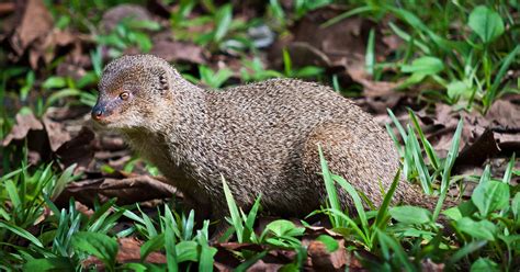 Hawaii Mongoose - Maui Animal of the Month