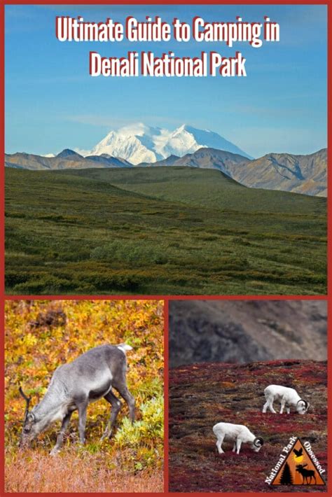 The Ultimate Guide to Camping in Denali National Park - National Park Obsessed