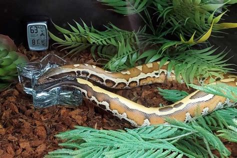 Blood Python Care sheet (Complete Setup & Guide) - ReptileHow.com