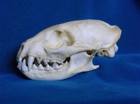 Water Mongoose Skull Replica - SkeletonsAndSkullsSuperstore