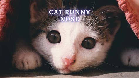 Cat Runny Nose: Common Causes, Treatment and Prevention