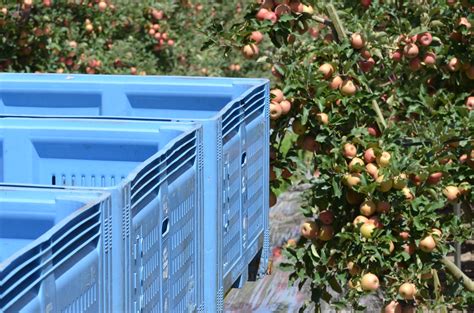 DSC_7468 Plastic bins in Pink Lady orchard | Apple and Pear Australia Ltd | Flickr