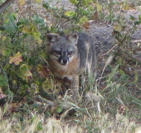 Friends of the Island Fox: Restoring Native Habitat for Island Foxes