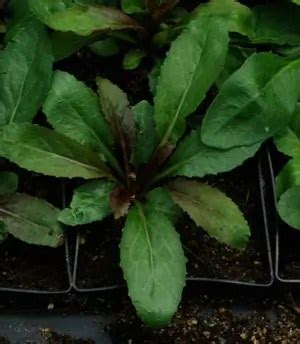 Cardinal Flower (Lobelia cardinalis), packet of 100 seeds, organic | Strictly Medicinal Seeds