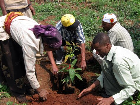 Mass tree-planting in Ethiopia broke world records, but its impact will take time · Global Voices