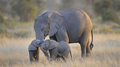 Elephant Family Wallpapers - Top Free Elephant Family Backgrounds ...