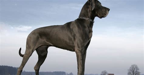 Good dog! The most popular giant dog breeds in America