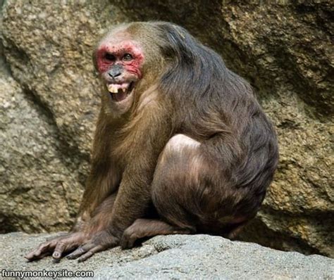 Crazy Face - Funny Monkey Pictures