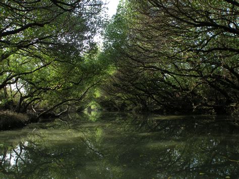 Dark Mangrove Forest High Resolution Stock Images wallpaper | nature ...