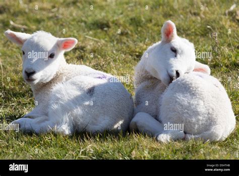 Cute Welsh lamb twins Stock Photo - Alamy