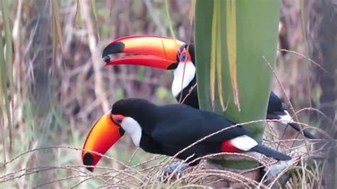 Toco Toucans feeding each other (Ramphastos toco) - YouTube