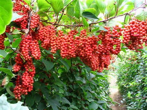 7 Schisandra Chinensis Seeds-1322 - Etsy