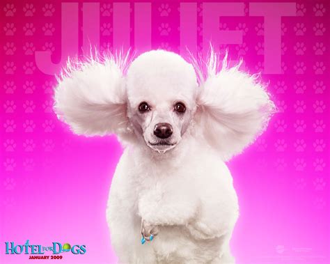 Pink Poodle Wallpaper - WallpaperSafari