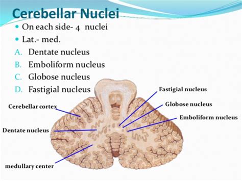 Cerebellum Flashcards | Quizlet