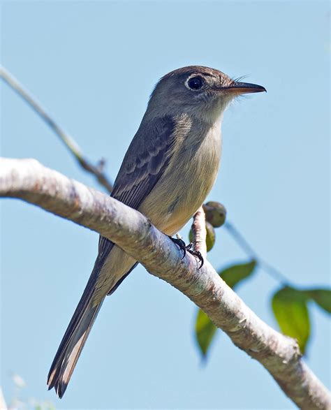 Cuban pewee | Cuban endemic species | Doug Greenberg | Flickr