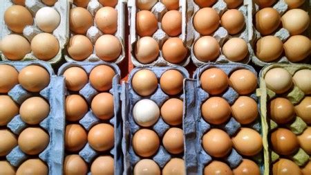 Pasture Raised Chicken Eggs - Wrong Direction Farm