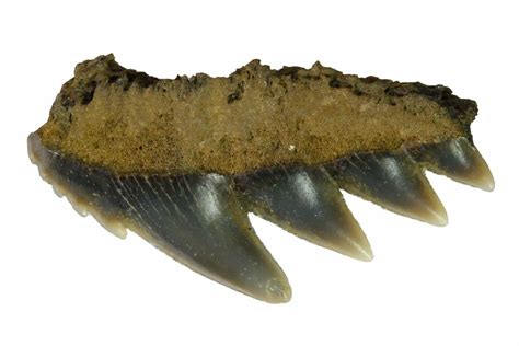 .52" Fossil Cow Shark (Notorynchus) Tooth - Maryland (#164760) For Sale - FossilEra.com