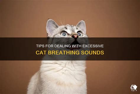 Tips For Dealing With Excessive Cat Breathing Sounds | PetShun