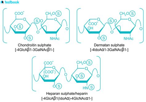 Glycosaminoglycan Structure