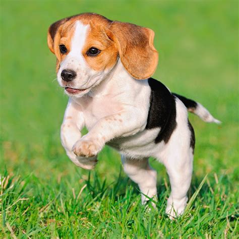 #1 | Beagle Puppies For Sale in Texas