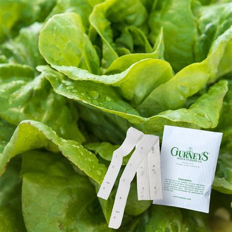 7.5 Feet Lettuce Head Buttercrunch Seed Tapes Edible Garden at Lowes.com