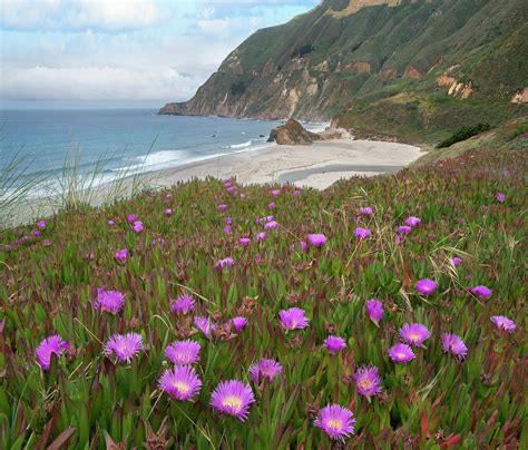 Ice Plant Flowers Along Coast, Russian River, California Photograph by ...