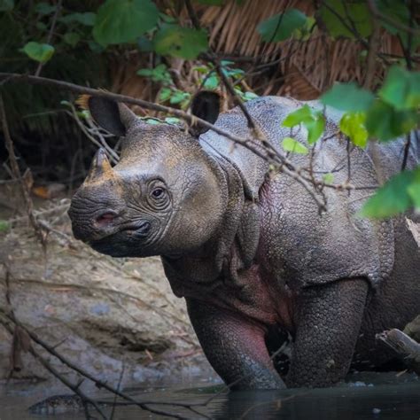 Two rare baby Javan rhinos born in Indonesia | Curious Times