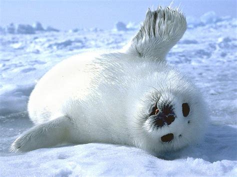 Baby Seal Wallpapers - Wallpaper Cave