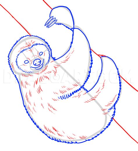 Animal Sketches, Animal Drawings, Pencil Drawings, Baby Sloth, Cute ...