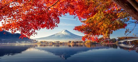 Colorful Autumn Season and Mountain Fuji with morning fog and red leaves at lake Kawaguchiko is ...