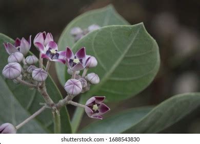 Aak Plant Popularly Known Arka Stock Photo 1688543830 | Shutterstock