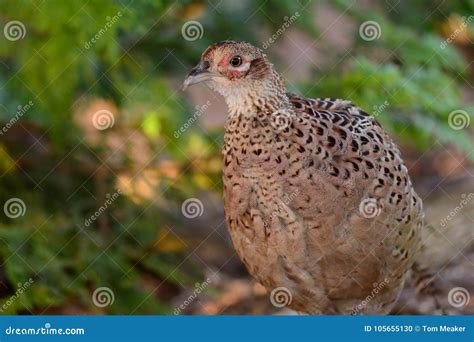 Portrait of a hen pheasant stock photo. Image of natural - 105655130