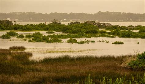 The Marsh Experiencing High Tidal Levels – Spoonbill Courier