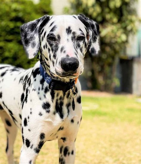 Dalmatian Colors: Do Dalmatians Only Have Black Spots?