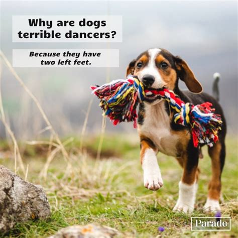 75 Funny Dog Jokes To Make You Howl - Parade Pets