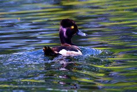 Goldeneye Photograph by Michael Dyer - Fine Art America