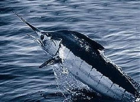 Atlantic Blue Marlin Information and Picture | Sea Animals