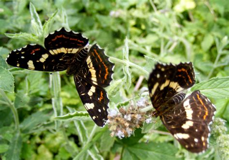 Free Images : nature, grass, leaf, flower, wildlife, green, insect, brown, butterfly, fauna ...