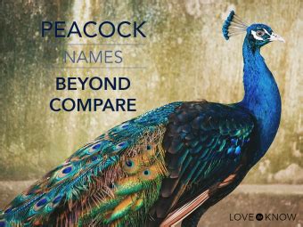 Peacock Names That Are Beyond Compare | LoveToKnow Pets