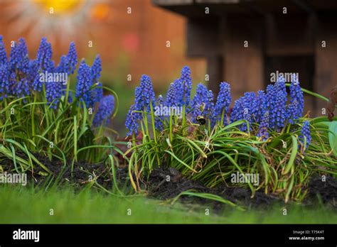 Grape hyacinth grow in a backyard garden in early May Stock Photo - Alamy