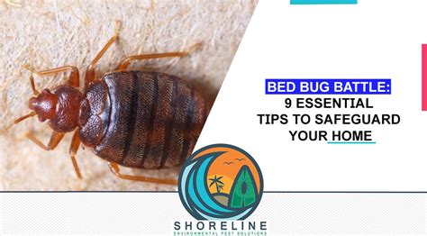 Bed Bug Battle: 9 Essential Tips to Safeguard Your Home - Shoreline Environmental Pest Solutions