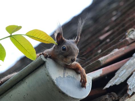 The Damage Tree Squirrels Can Do To Your Home