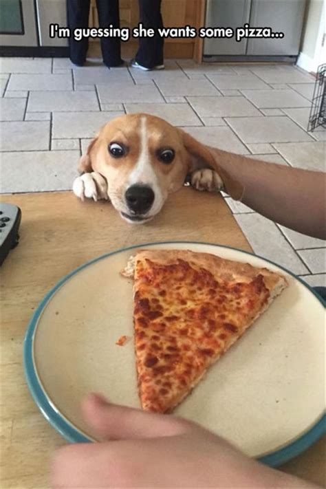 11 Dogs Who Understand Your Obsession With Pizza! #pets #dogs #pizza #lol #fastfood #funny Funny ...